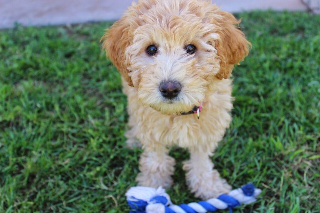 puppy, labradoodle, animal, pet, dog, cute puppy, cute dog, blonde dog rescue in costa rica