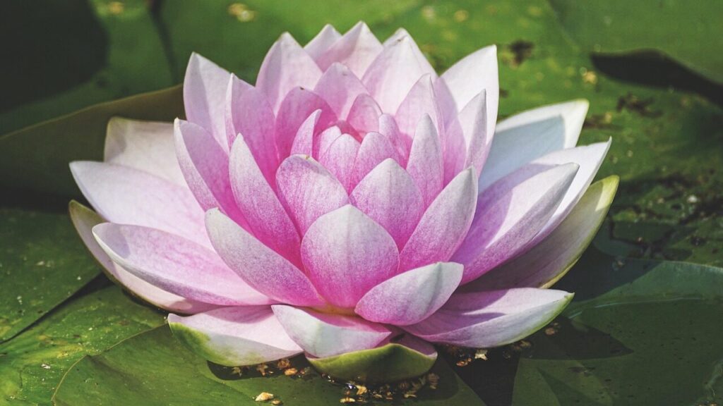 lotus flower yoga philosophy is yoga a religion