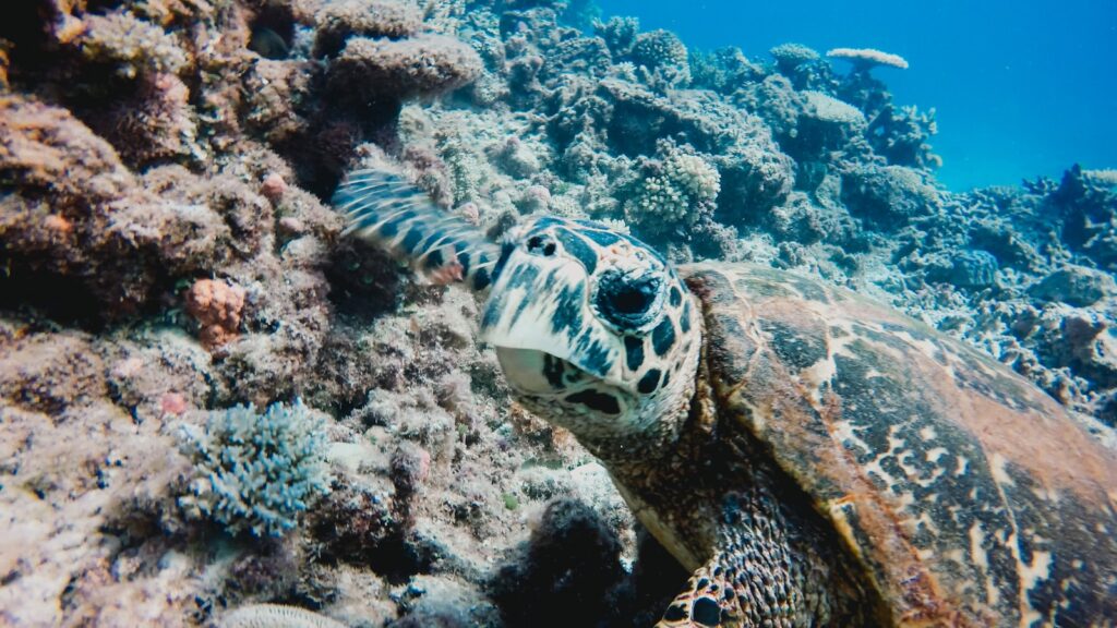 A olive ridley sea turtle swimming over a coral reef