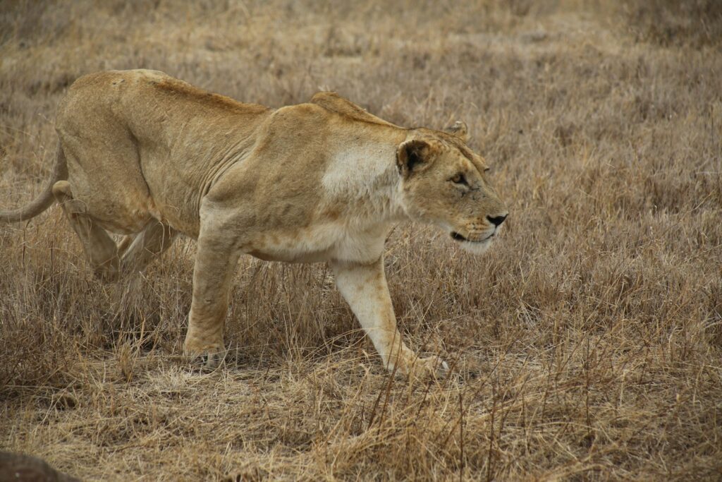female lion stalking prey yoga for personal transformation yoga for overcoming fears yoga philosophy