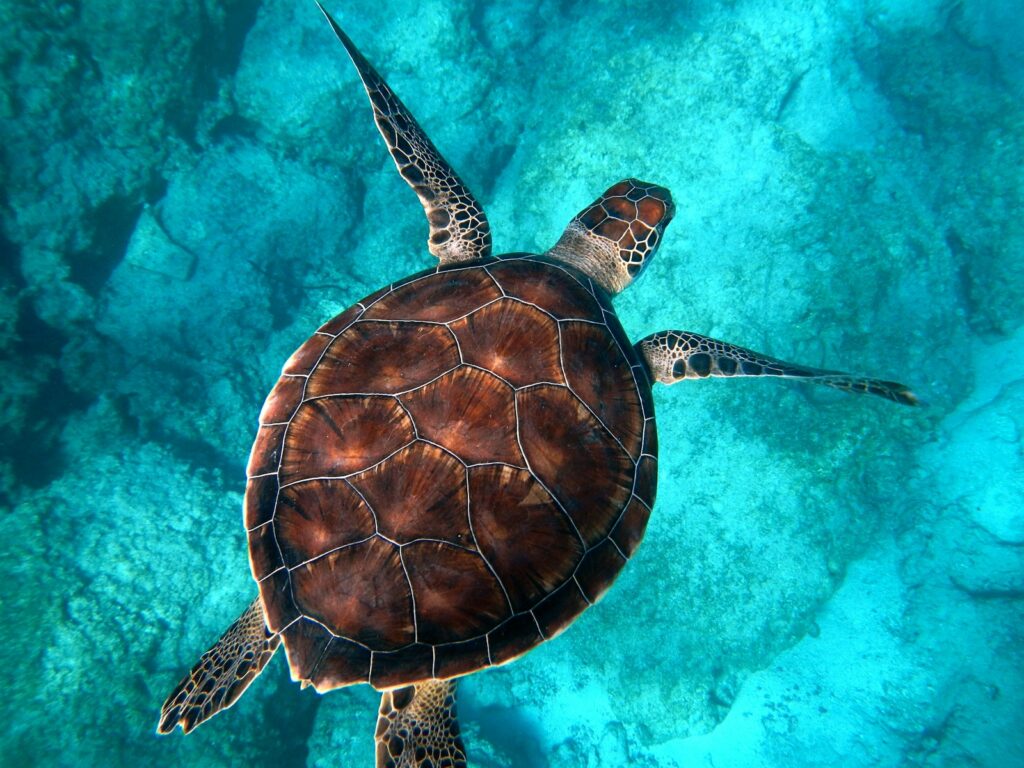 green sea turtle swimming in ocean